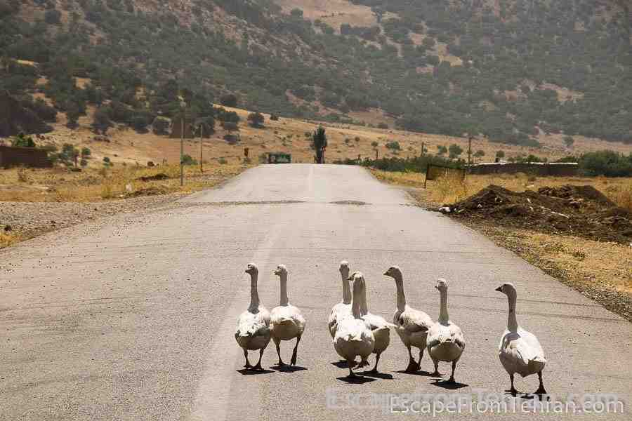 Sometimes ducks rule the roads in Lorestan, Iran