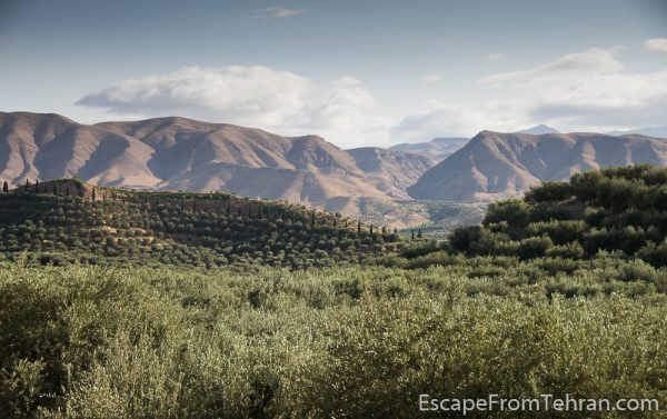 Olive fields near Manjil, Gilan Province, Iran