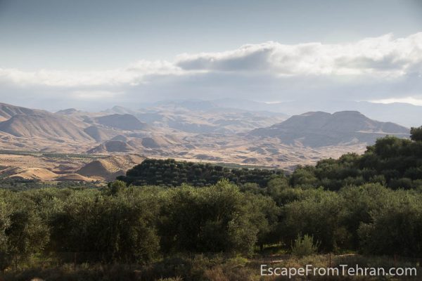Olive fields near Manjil, Gilan Province, Iran