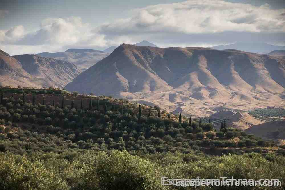 Olive fields near Manjil, Gilan Province, Iran
