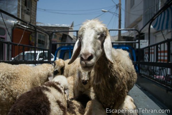 Near Sefiddasht, Lorestan, Iran