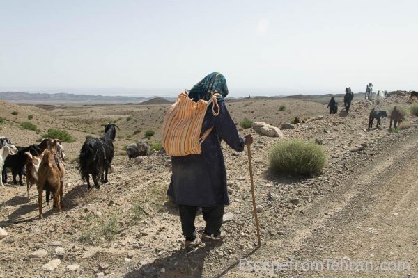 Shepherds Of Iran Central Iran Ali Torkzadeh Com (104 Of 13)