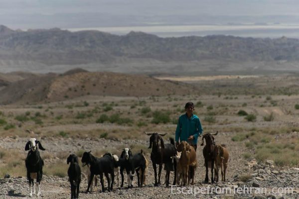 Shepherds Of Iran Central Iran Ali Torkzadeh Com (108 Of 13)