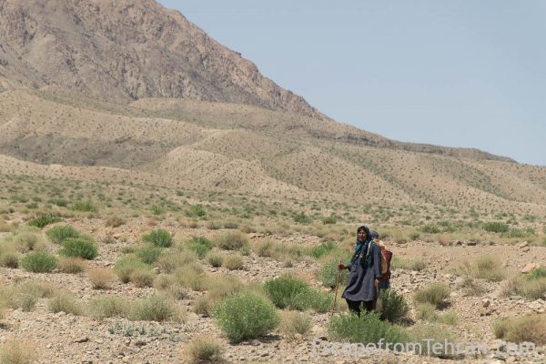 Shepherds Of Iran Central Iran Ali Torkzadeh Com (110 Of 13)